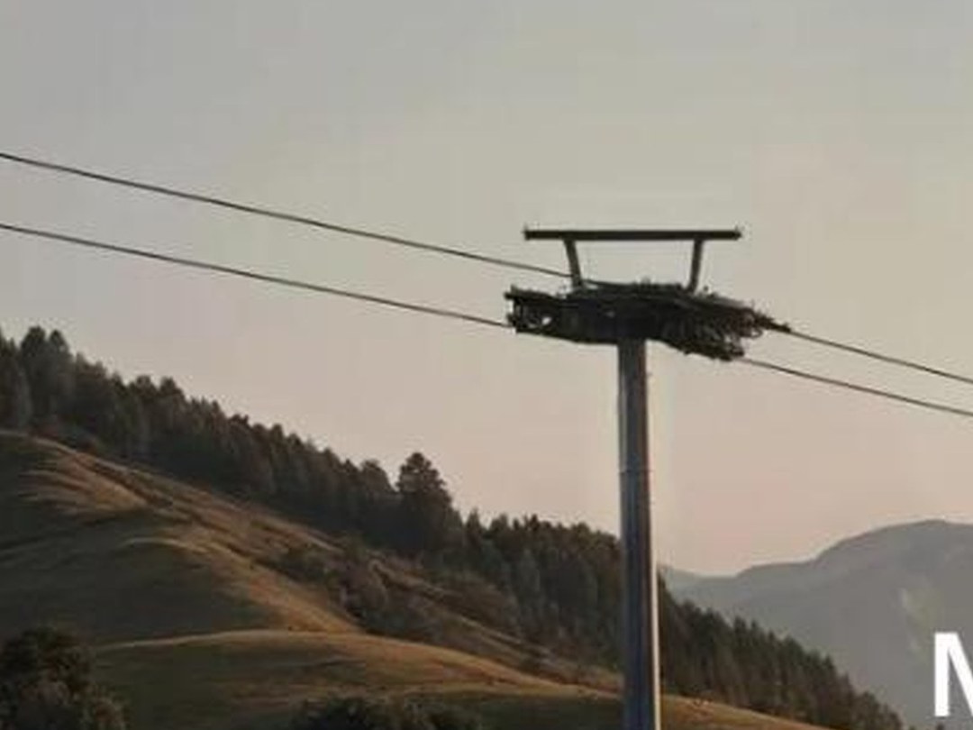 Queenstown Cable Car — lift pylon and haul ropes above the forested hillside
